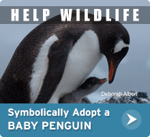 Help Wildlife. Symbolically adopt a baby penguin today!